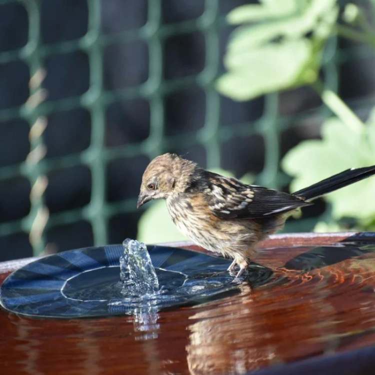 Solar_Schwimmbrunnenpumpe_Kabellos_fur_Teiche_Garten_Schalen_3